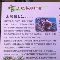 土肥桜の写真・動画_image_341998