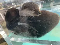 【閉業】京急油壺マリンパークの写真・動画_image_342307