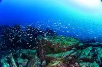 三浦 海の学校の写真・動画_image_343039