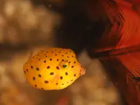 PADI ダイビングスクール 城ヶ島ダイビングセンターの写真・動画_image_343042