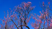 府中市郷土の森博物館の蝋梅の写真・動画_image_343575
