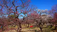 府中市郷土の森博物館の蝋梅の写真・動画_image_343576