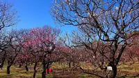 府中市郷土の森博物館の蝋梅の写真・動画_image_343577