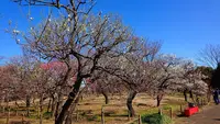 府中市郷土の森博物館の蝋梅の写真・動画_image_343580