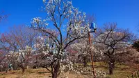 府中市郷土の森博物館の蝋梅の写真・動画_image_343581