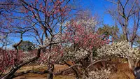 府中市郷土の森博物館の蝋梅の写真・動画_image_343582