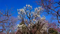 府中市郷土の森博物館の蝋梅の写真・動画_image_343584