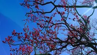 府中市郷土の森博物館の蝋梅の写真・動画_image_343585