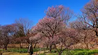 府中市郷土の森博物館の蝋梅の写真・動画_image_343586