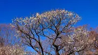 府中市郷土の森博物館の蝋梅の写真・動画_image_343587