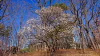 府中市郷土の森博物館の蝋梅の写真・動画_image_343589