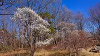 府中市郷土の森博物館の蝋梅の写真・動画_image_343590