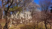 府中市郷土の森博物館の蝋梅の写真・動画_image_343596