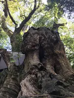 来宮神社 鳥居の写真・動画_image_343925