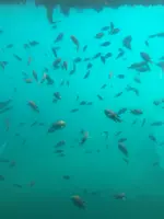 熱海遊覧船サンレモの写真・動画_image_343937