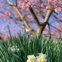 河津桜まつりの写真・動画_image_343944