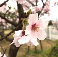 山辺の古径の写真・動画_image_344484