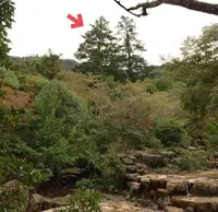 久久能智の聖木の写真・動画_image_344541