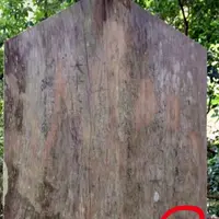 久久能智の聖木の写真・動画_image_344542