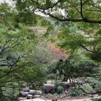 久久能智の聖木の写真・動画_image_344549