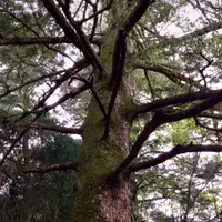 久久能智の聖木の写真・動画_image_344551