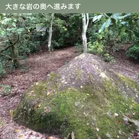 久久能智の聖木の写真・動画_image_344552