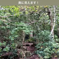 久久能智の聖木の写真・動画_image_344553