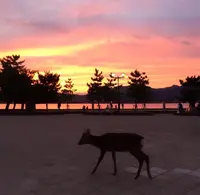 世界遺産碑の写真・動画_image_344555