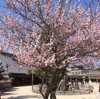 大願寺の九本松の写真・動画_image_344597