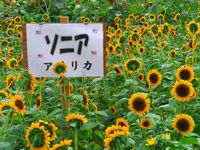 南光スポーツ公園（若あゆランド）の写真・動画_image_34549