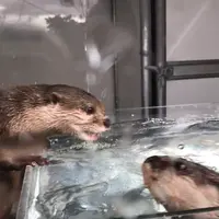イルカ島の写真・動画_image_345789