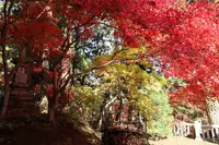 今高野山龍華寺の写真・動画_image_345970