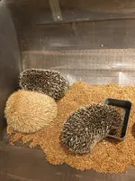 ハリネズミカフェ　HARRY 横浜中華街店の写真・動画_image_346554