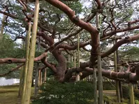 兼六園の写真・動画_image_346745