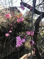 哲学の道の写真・動画_image_347377