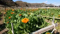 花つみ畑平左エ門の写真・動画_image_348089