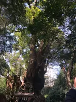 来宮神社 鳥居の写真・動画_image_348447