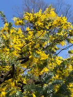 代々木公園の写真・動画_image_348605