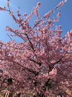 代々木公園の写真・動画_image_348712