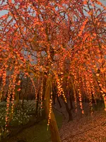 なばなの里の写真・動画_image_348913