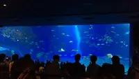 沖縄美ら海水族館の写真・動画_image_348982