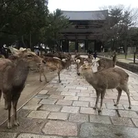 東大寺の写真・動画_image_349203