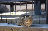 猫の細道の写真・動画_image_349319