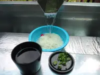 【閉業】滝流しそうめんの写真・動画_image_34932