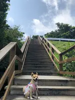 勝連城跡の写真・動画_image_349643