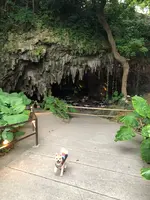 ガンガラーの谷の写真・動画_image_349657