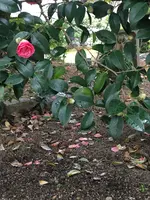 伝香寺の写真・動画_image_349734
