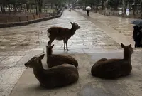 東大寺の写真・動画_image_349826