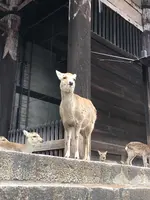東大寺の写真・動画_image_349827