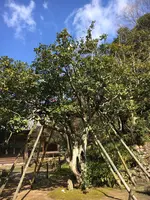 白毫寺の写真・動画_image_349842